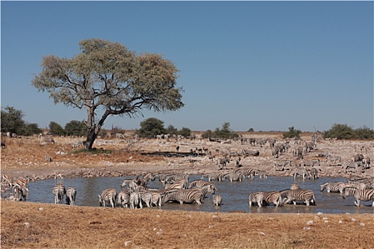 斑马,纳米比亚
