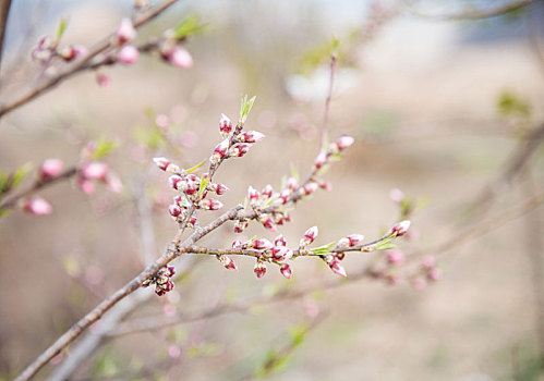 春季含苞待放的桃花花骨朵