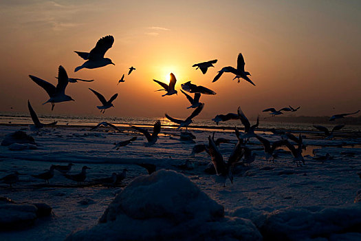 海鸥,飞翔,自由,候鸟,野生动物,鸟,动物,觅食