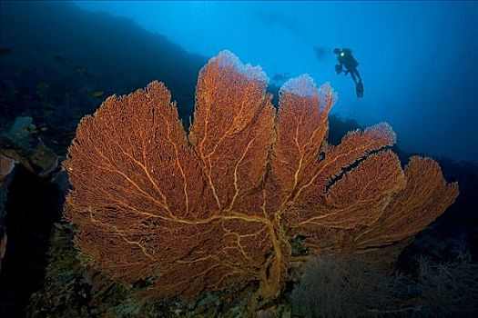 印度尼西亚,班达海,小岛,柳珊瑚虫,海扇,珊瑚礁景,潜水