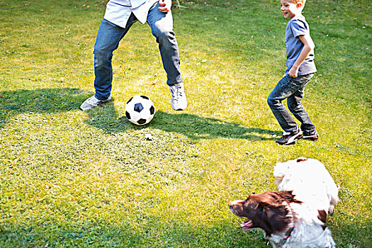 男孩,玩,足球,狗,户外
