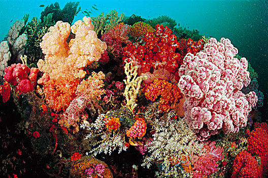 珊瑚礁,印度尼西亚