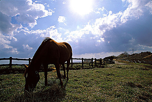 马,放牧,草地