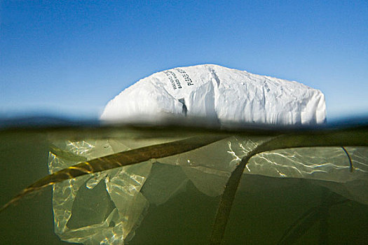 塑料袋,漂浮,海洋,旧金山湾,加利福尼亚