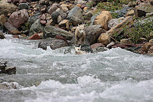 石山羊,雪羊,溪流,冰川国家公园,蒙大拿,次序