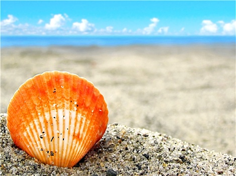 橙色,壳,沙子