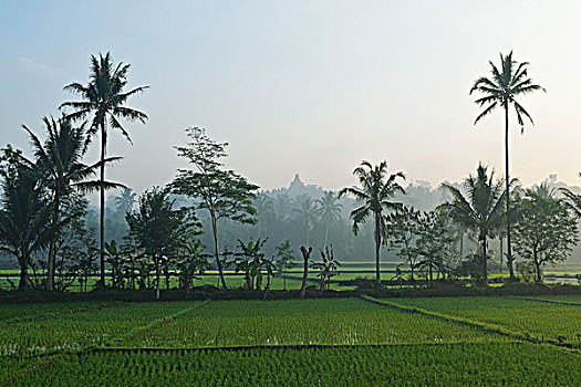 稻田,婆罗浮屠,远景,平原,爪哇,印度尼西亚