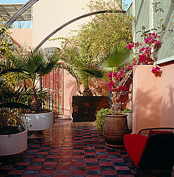屋顶,平台,棕榈树,叶子花属