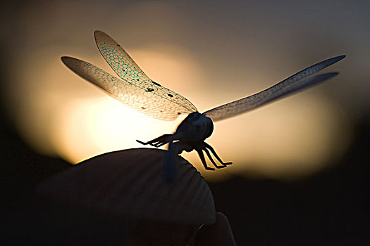蜻蜓,剪影,黎明