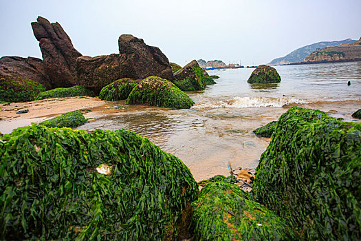 海浪,礁石,水草,绿色,石头