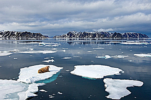 大西洋海象,海象,浮冰,斯瓦尔巴群岛,北极,挪威