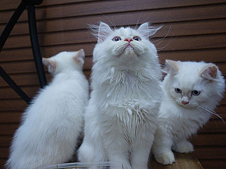 全白的白猫忧郁