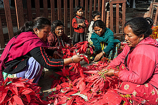 女花童,一品红,老城,加德满都,尼泊尔,亚洲