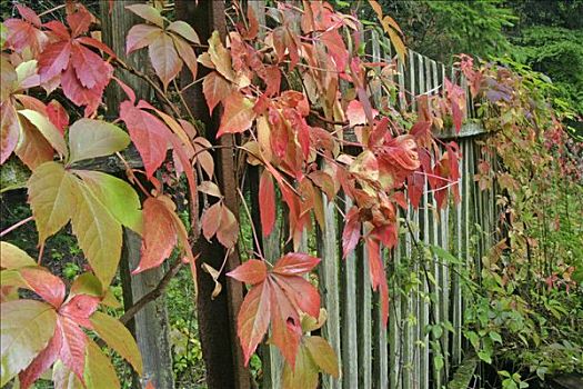 秋天,彩色,五叶地锦,花园栅栏
