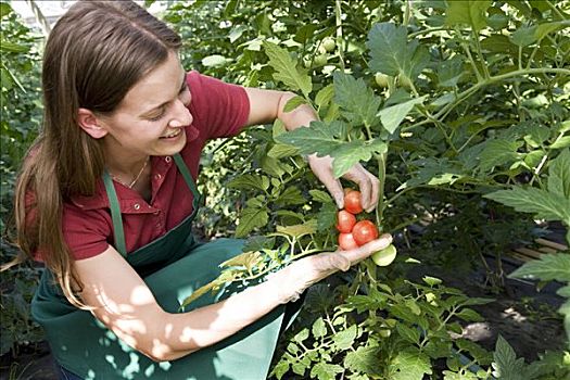 女人,番茄植物