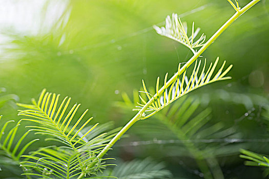 茑萝松,美丽的植物特写镜头