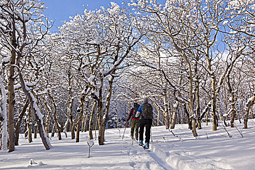 滑雪,旅游,隧道,白杨,冰川国家公园,蒙大拿,美国