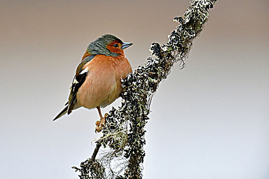 普通,苍头燕雀,雄性,坐在树上,挪威,欧洲