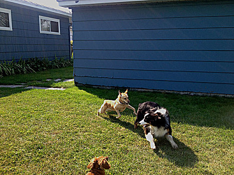 三个,狗,追逐,草地
