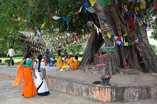 尼泊尔兰毗尼释迦摩尼佛祖诞生地菩提树