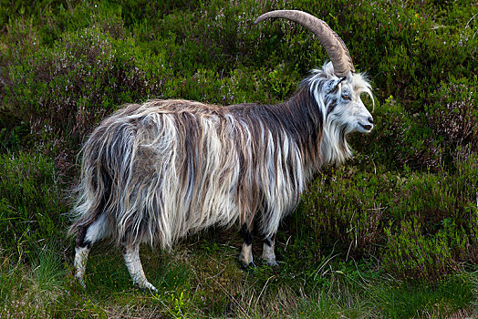 野生,山羊,灰色,尾部,自然保护区,边界,地区,苏格兰,英国,欧洲