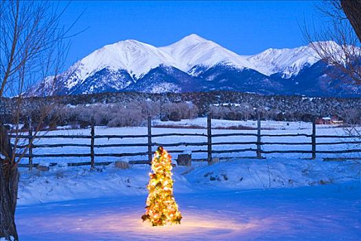 装饰,圣诞树,雪中,遮盖,院子,黃昏,科罗拉多,冬天