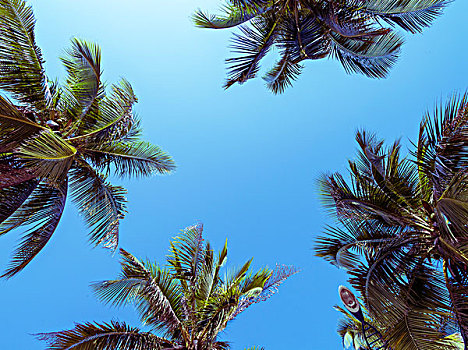 天空与椰子树