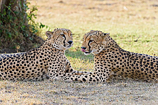 两个,印度豹,猎豹,卧,荫凉,马赛马拉国家保护区,肯尼亚,非洲