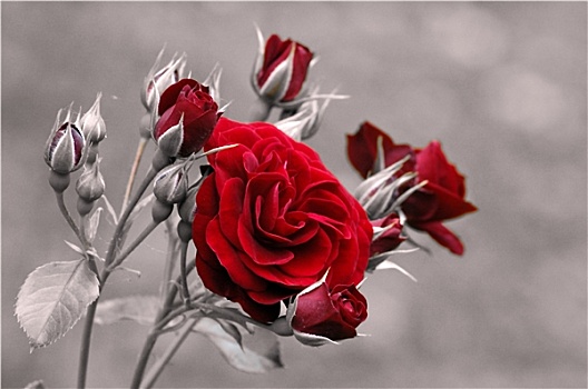 红色,红玫瑰