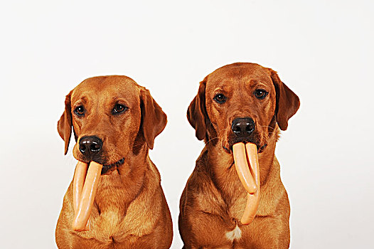 两个,拉布拉多犬,香肠,嘴