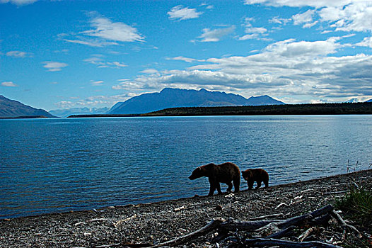 褐色,熊,母兽,幼兽,走,边缘,湖,阿拉斯加,美国