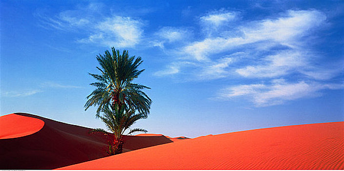 树,沙丘,摩洛哥