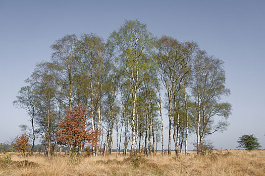 桦树,国家公园,费吕沃,荷兰