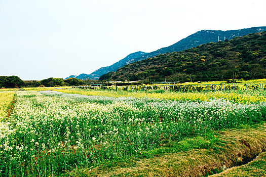 舟山大青山