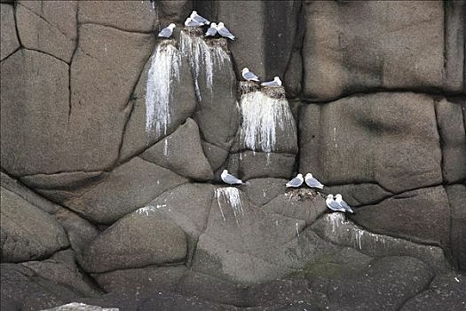 黑脚三趾鸥,三趾鸥,群,悬崖,岛屿,冰岛