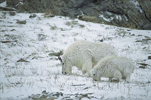 石山羊,雪羊,成年,浏览,雪中,落基山脉,北美
