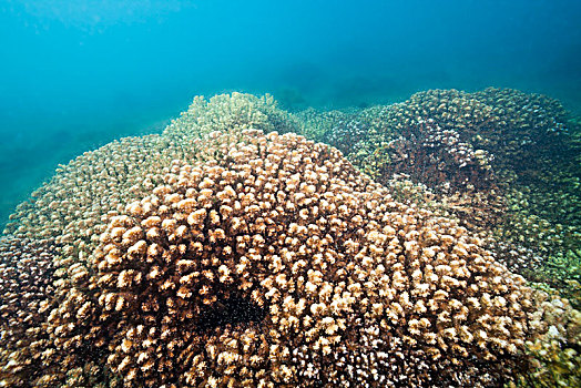 石头,珊瑚,科特兹海,下加利福尼亚州,墨西哥