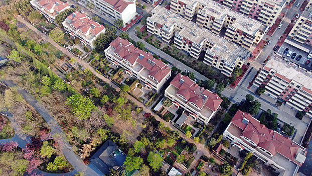 山东省日照市,浪漫樱花进入盛花期,粉色花海魅力无限成市民网红打卡地