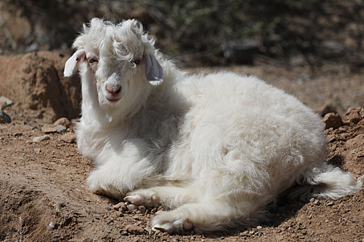 新疆博州可爱的小山羊