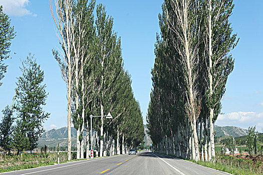 杨树,行道树,白杨,道路,交通