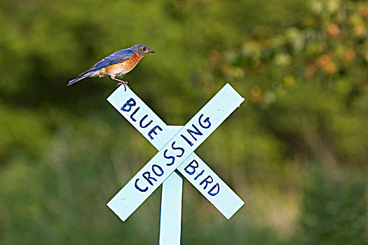 东部知更鸟,雄性,蓝知更鸟,标识,伊利诺斯,美国