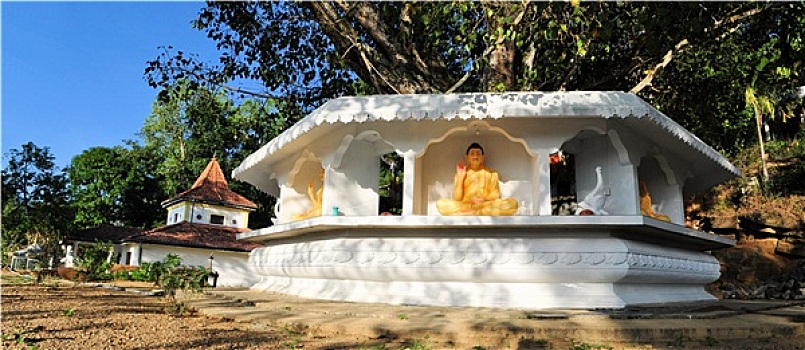 树,正面,佛教寺庙,斯里兰卡