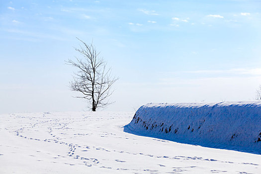 雪地田埂一棵树
