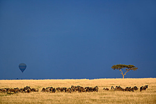 角马,热气球,日出,马塞马拉野生动物保护区,肯尼亚