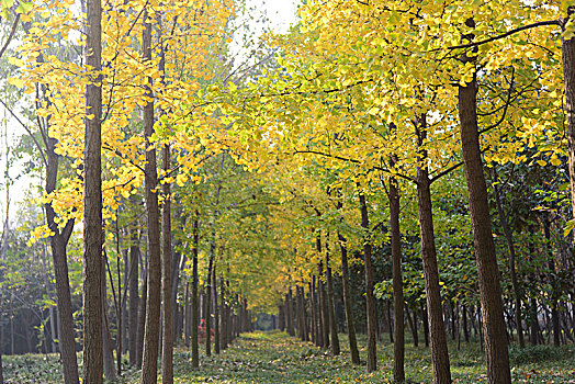 秋天银杏树林