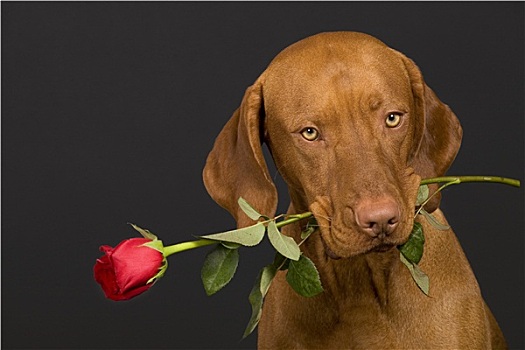 狗,玫瑰