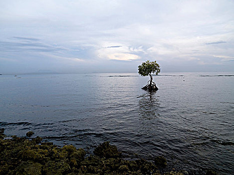 遥远,树,洪水,区域,巴厘岛,印度尼西亚