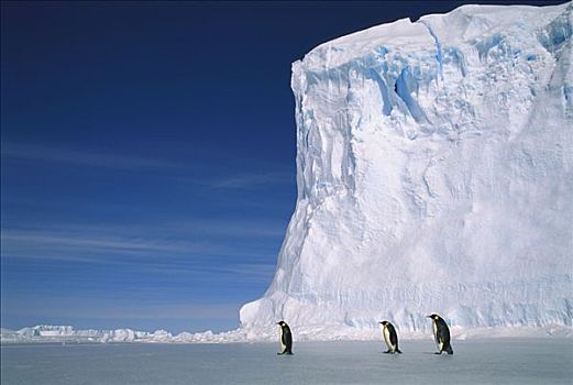 帝企鹅,三个,栖息地,澳大利亚,南极,领土