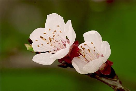 杏,花