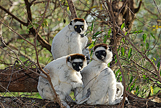 维氏冕狐猴,干燥,树林,预留,南,马达加斯加